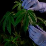 Семена конопли Blue Mountain feminised от RuSeeds image_235.jpg