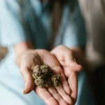 Семена конопли Eldorado feminised от Nirvana Seeds image_297.jpg