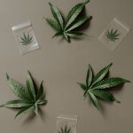 Банки семян конопли и их значение для культиваторов image_305.jpg