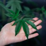 Сорт конопли Black Widow regular от Ganja Seeds image_359.jpg