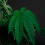 Семена конопли Shining Silver Haze feminised от Royal Queen Seeds image_372.jpg