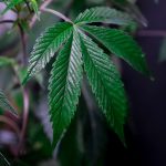 Банк семян конопли важнейший инструмент для сохранения генетического разнообразия image_374.jpg