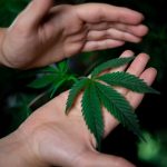 Правовой статус семян конопли в России image_444.jpg