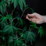 Семена конопли Red Purps feminised от Female Seeds: характеристики и преимущества сорта image_479.jpg