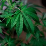 Конопляные семена где купить поштучно и как выбрать качественные семена image_486.jpg