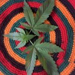 Семена конопли в Донецке image_542.jpg