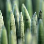 Покупка семян конопли по почте: особенности и преимущества images104.jpg