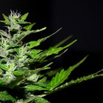 Семена конопли Auto Manti feminised от Bang Seeds images11.jpg