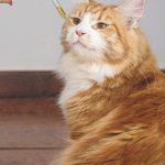 Состав и полезные свойства семян конопли images121.jpg