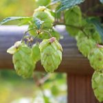 Значение и цена семян технической конопли images143.jpg