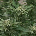 Преимущества семян конопли в кормах для животных images149.jpg