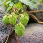 Рынок семян конопли в Рязани и аспекты их культивирования images156.jpg