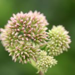 Семена конопли польза и применение images170.jpg