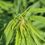 Хранение семян конопли в домашних условиях images197.jpg