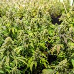 Мука из семян конопли полезные свойства и применение images323.jpg