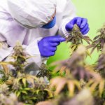 Где купить семена конопли недорого и как их правильно выбрать images334.jpg