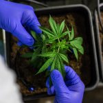 Заказ семян конопли почтой: пошаговое руководство images339.jpg