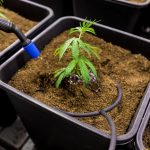 Семена конопли и компания Шишкин семена конопли images379.jpg