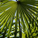 Проращивание семян конопли и уход за проростками images467.jpg