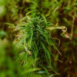 Сорт конопли Anesthesia regular от Ganja Seeds images69.jpg