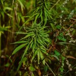 Питательная ценность и польза семян конопли для здоровья images72.jpg