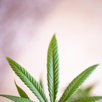 Причины не прорастания семян конопли и способы их устранения images94.jpg